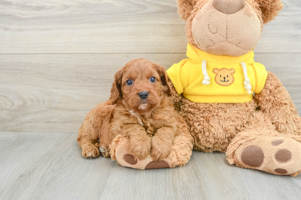 6 week old Cavapoo Puppy For Sale - Seaside Pups