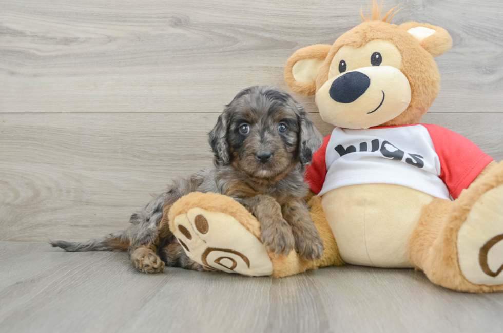 5 week old Cavapoo Puppy For Sale - Seaside Pups