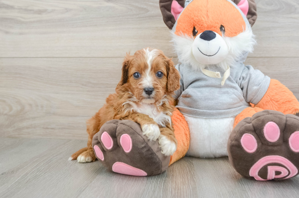 5 week old Cavapoo Puppy For Sale - Seaside Pups