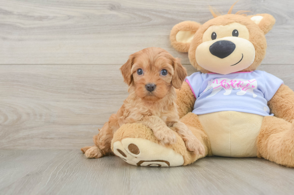 5 week old Cavapoo Puppy For Sale - Seaside Pups