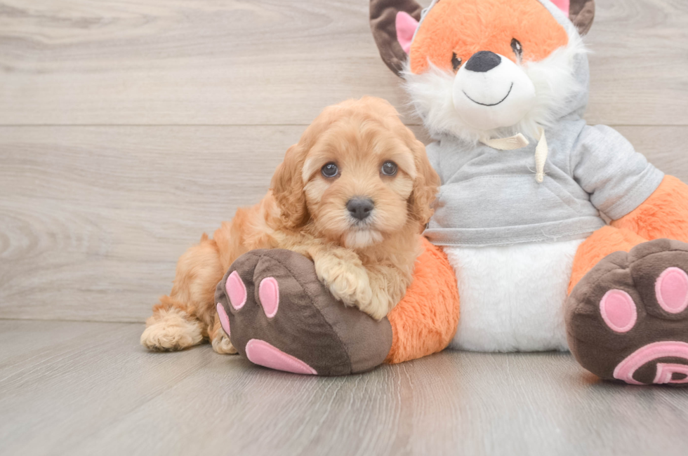 5 week old Cavapoo Puppy For Sale - Seaside Pups