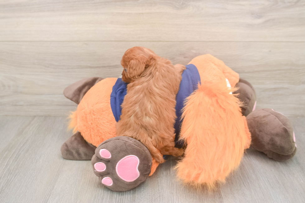 Meet Queenie - our Cavapoo Puppy Photo  3/3 - Seaside Pups Best Cavapoo Baby