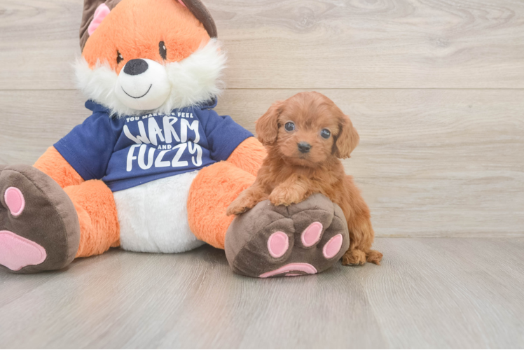 Meet Queenie - our Cavapoo Puppy Photo  1/3 - Seaside Pups Happy Cavapoo Baby