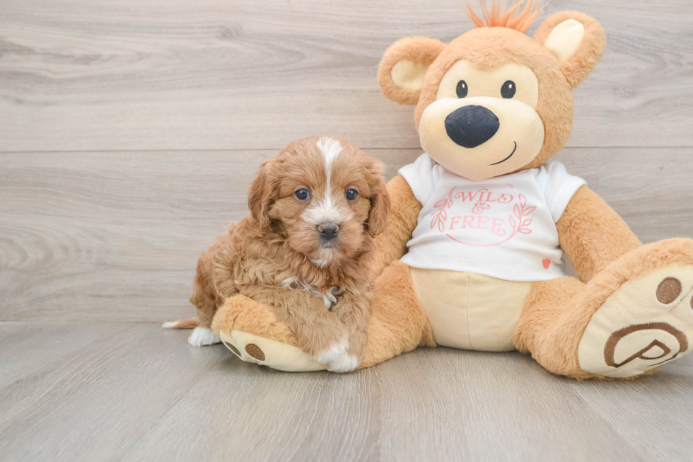 Funny Cavapoo Poodle Mix Pup