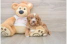 Smart Cavapoo Poodle Mix Pup