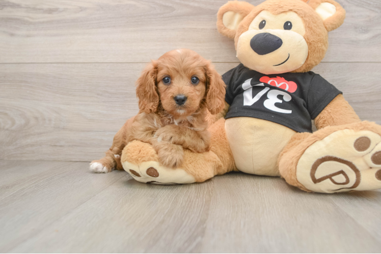 Little Cavipoo Poodle Mix Puppy