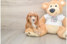 Small Cavapoo Baby