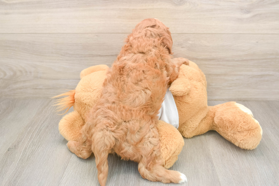 Sweet Cavapoo Baby