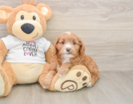 8 week old Cavapoo Puppy For Sale - Seaside Pups