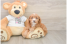 Fluffy Cavapoo Poodle Mix Pup