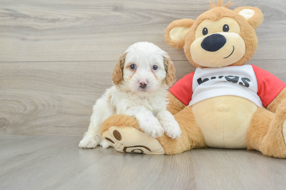 5 week old Cavapoo Puppy For Sale - Seaside Pups