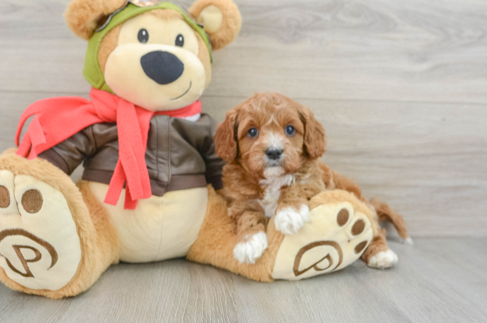 6 week old Cavapoo Puppy For Sale - Seaside Pups