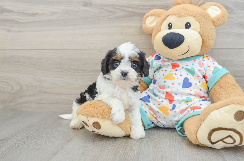 6 week old Cavapoo Puppy For Sale - Seaside Pups