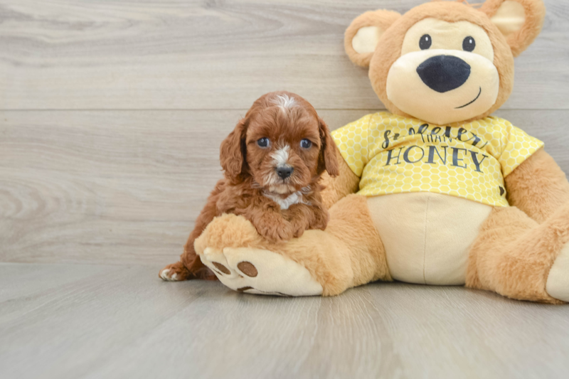 Meet Queso - our Cavapoo Puppy Photo 1/3 - Seaside Pups