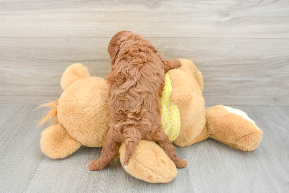 Cavapoo Pup Being Cute