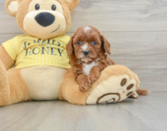 8 week old Cavapoo Puppy For Sale - Seaside Pups