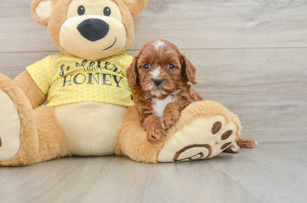 5 week old Cavapoo Puppy For Sale - Seaside Pups