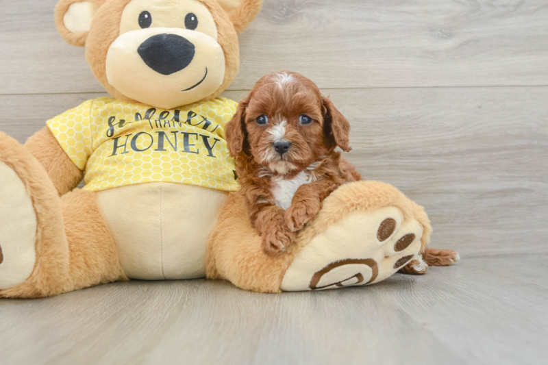 Meet Queso - our Cavapoo Puppy Photo 3/3 - Seaside Pups