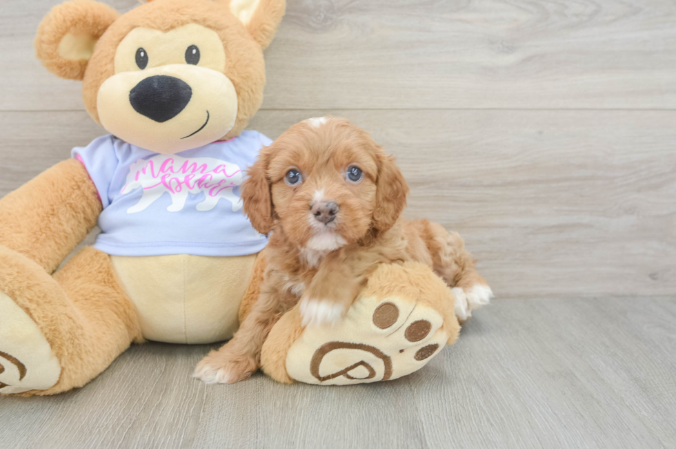 5 week old Cavapoo Puppy For Sale - Seaside Pups