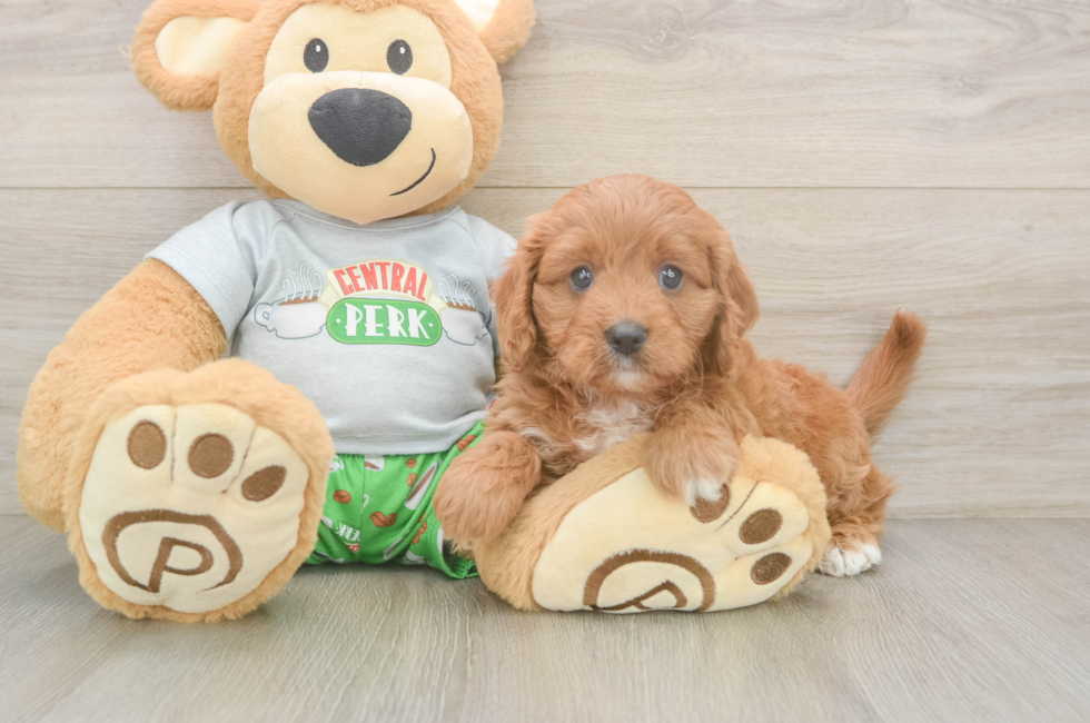 5 week old Cavapoo Puppy For Sale - Seaside Pups
