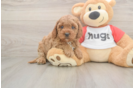 Fluffy Cavapoo Poodle Mix Pup