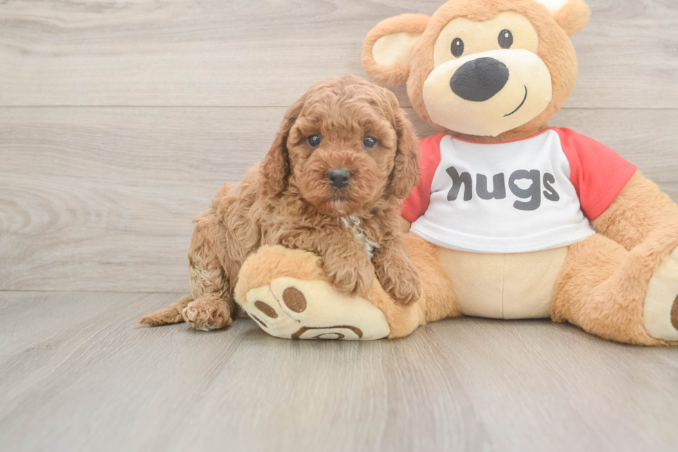 Fluffy Cavapoo Poodle Mix Pup