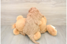 Friendly Cavapoo Baby