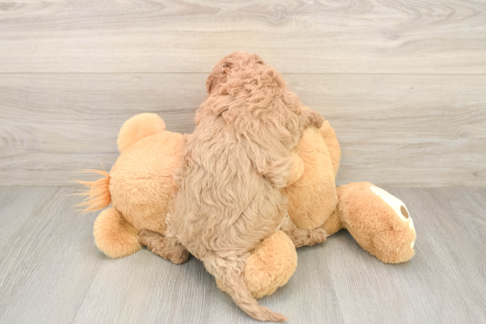 Friendly Cavapoo Baby
