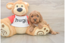 Playful Cavapoodle Poodle Mix Puppy