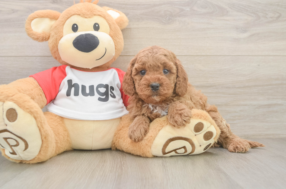 5 week old Cavapoo Puppy For Sale - Seaside Pups