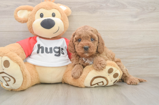 Playful Cavapoodle Poodle Mix Puppy