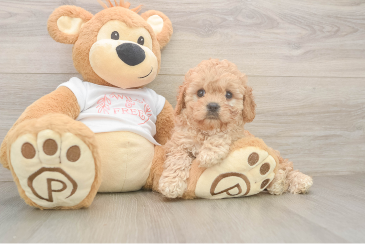 Cavapoo Puppy for Adoption