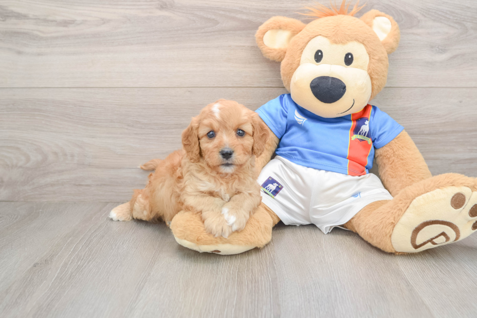 Cute Cavapoo Baby