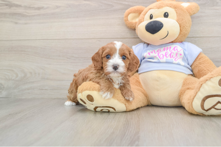 Adorable Cavalier King Charles Spaniel and Poodle Mix Poodle Mix Puppy