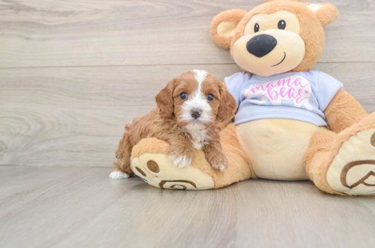 Adorable Cavalier King Charles Spaniel and Poodle Mix Poodle Mix Puppy