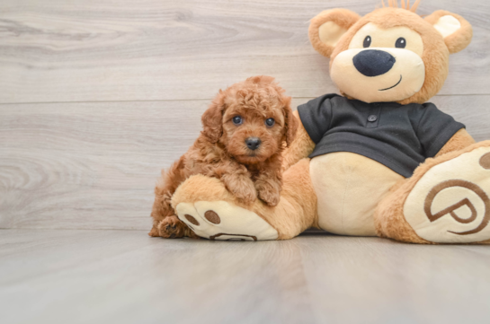 Cavapoo Puppy for Adoption