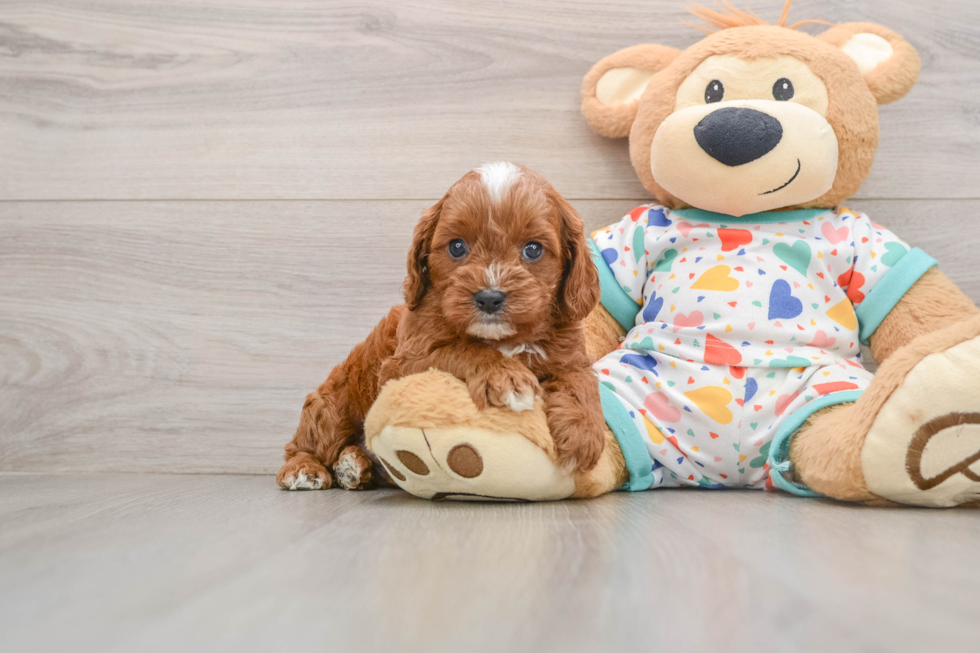 Fluffy Cavapoo Poodle Mix Pup