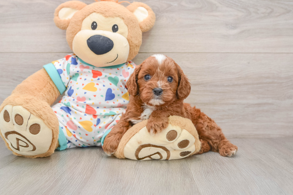Cavapoo Puppy for Adoption