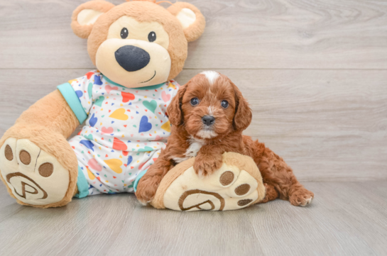 Cavapoo Puppy for Adoption