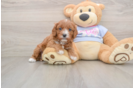 Best Cavapoo Baby