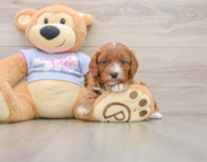 8 week old Cavapoo Puppy For Sale - Seaside Pups