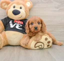 6 week old Cavapoo Puppy For Sale - Seaside Pups
