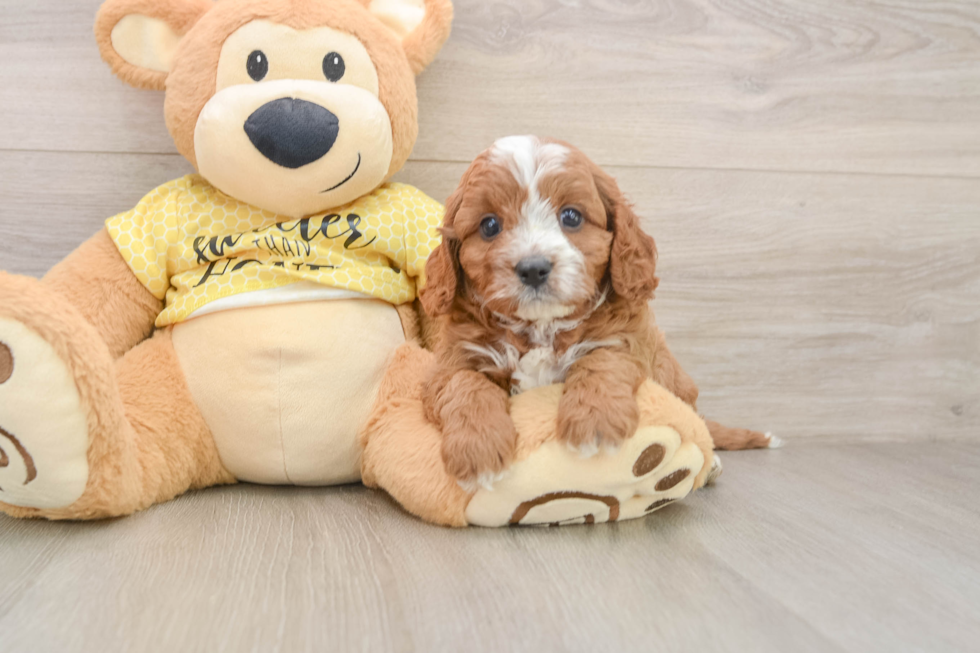 Cavapoo Pup Being Cute