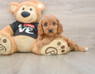 9 week old Cavapoo Puppy For Sale - Seaside Pups