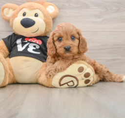 9 week old Cavapoo Puppy For Sale - Seaside Pups