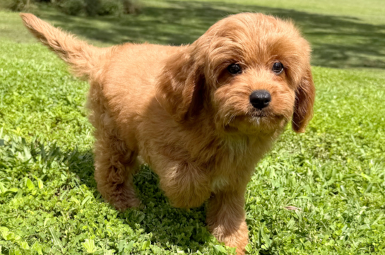 Cavapoo Pup Being Cute