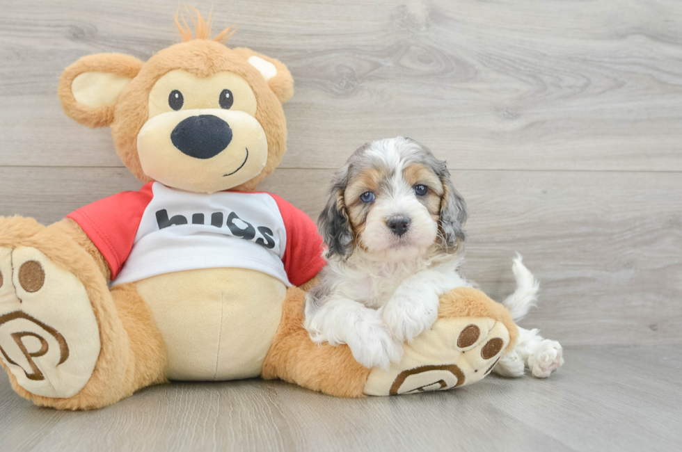 5 week old Cavapoo Puppy For Sale - Seaside Pups