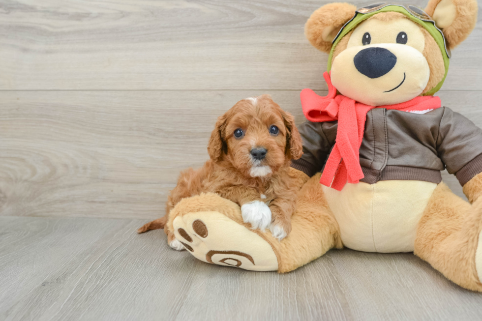 Friendly Cavapoo Baby