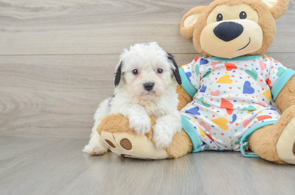 6 week old Cavapoo Puppy For Sale - Seaside Pups