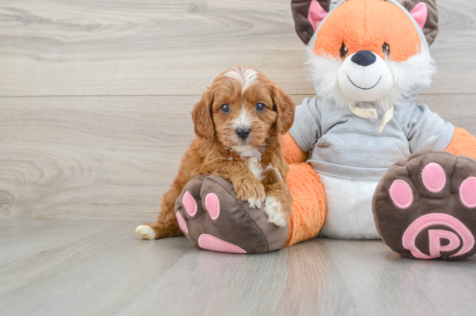 5 week old Cavapoo Puppy For Sale - Seaside Pups